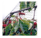 Special 17 Knitted Anti-Bird Netting (PN2)