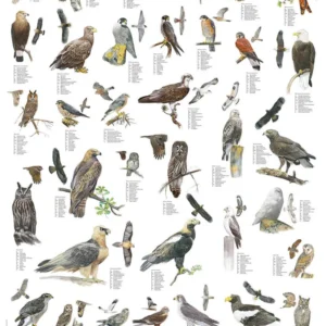 Birds of Prey and Owls Poster