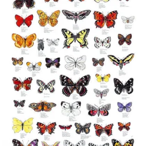 Butterflies Poster