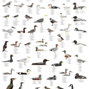 Coastal Birds of the North Atlantic Poster