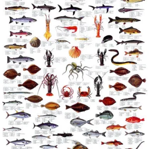 Fish and Shellfish Poster