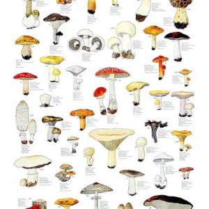Mushroom Poster