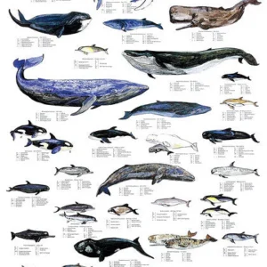 Whales Poster